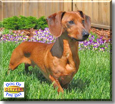 Oscar, the Dog of the Day