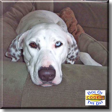 Cookie, the Dog of the Day