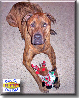 Bentley, the Dog of the Day