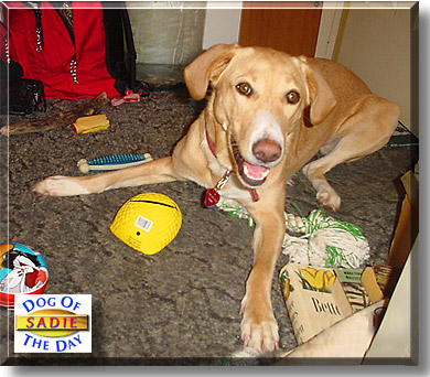 Sadie, the Dog of the Day
