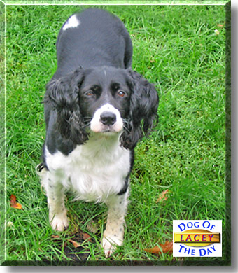 Lacey, the Dog of the Day