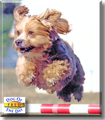 Fred, the Dog of the Day