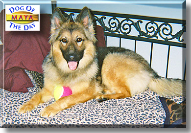 Maya, the Dog of the Day
