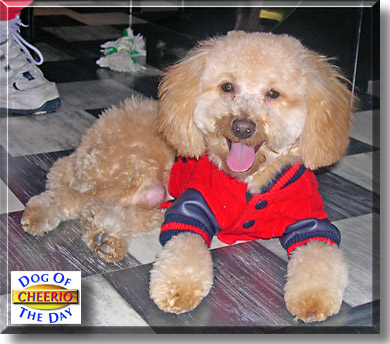 Cheerio, the Dog of the Day