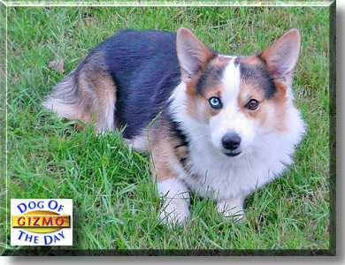 Gizmo, the Dog of the Day
