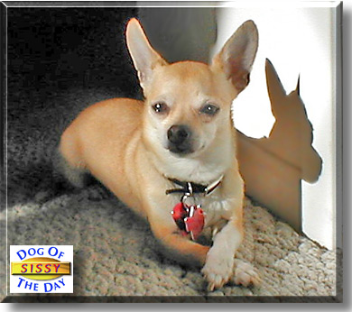 Sissy, the Dog of the Day
