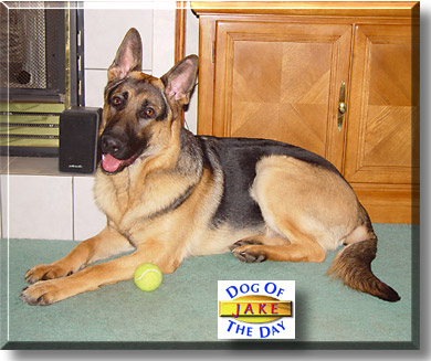 Jake, the Dog of the Day
