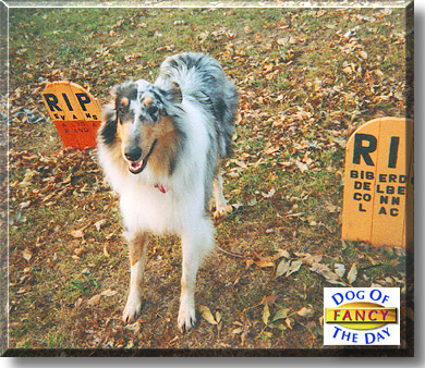 Fancy, the Dog of the Day