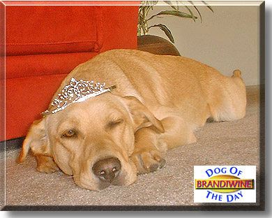 BrandiWine, the Dog of the Day
