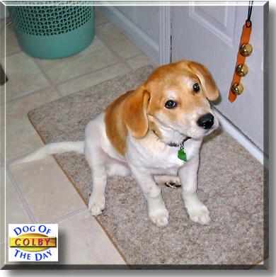 Colby, the Dog of the Day