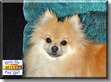 Missy, the Dog of the Day