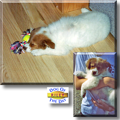 Riley, the Dog of the Day