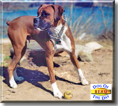 Beau, the Dog of the Day