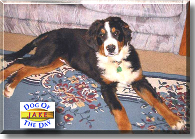 Jake, the Dog of the Day