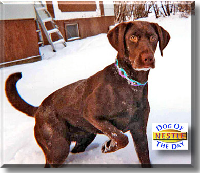 Nestle, the Dog of the Day