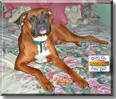 Samson, the Dog of the Day