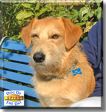 Spike, the Dog of the Day