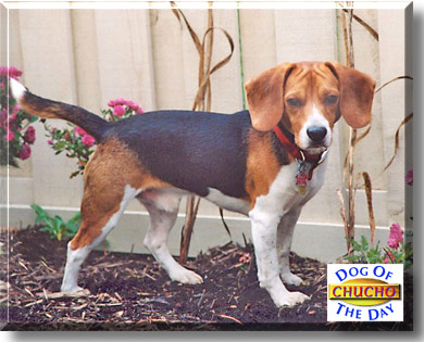 Chucho, the Dog of the Day