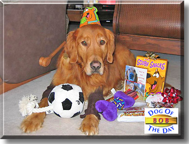 Bob, the Dog of the Day