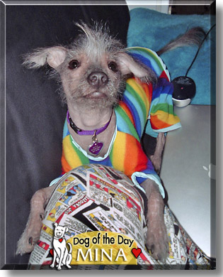 Mina, the Dog of the Day