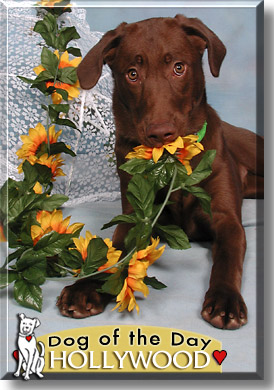 Hollywood, the Dog of the Day