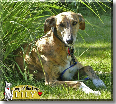 Lily, the Dog of the Day
