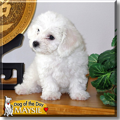 Maysie, the Dog of the Day
