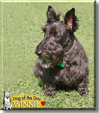 Winnie, the Dog of the Day