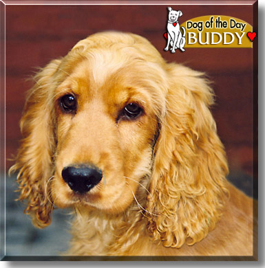 Buddy, the Dog of the Day