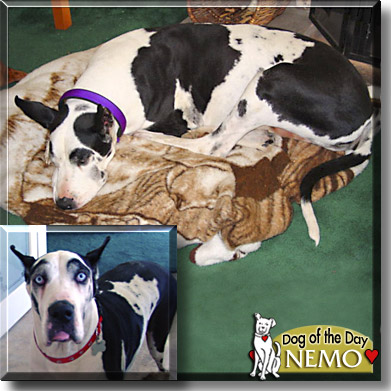 Nemo, the Dog of the Day