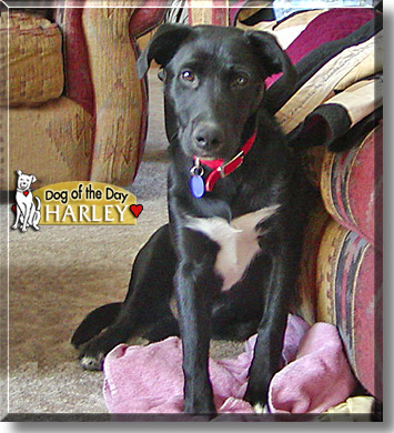 Harley, the Dog of the Day