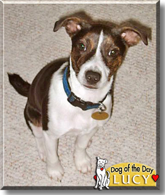 Lucy, the Dog of the Day