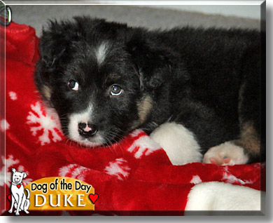 Duke, the Dog of the Day