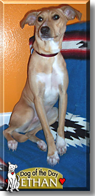 Ethan, the Dog of the Day