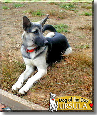 Ursula, the Dog of the Day