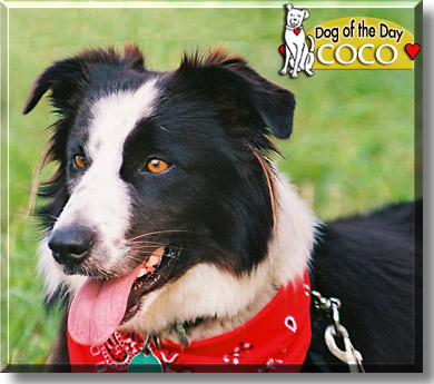 Coco, the Dog of the Day