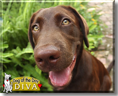 Lady Godiva, the Dog of the Day