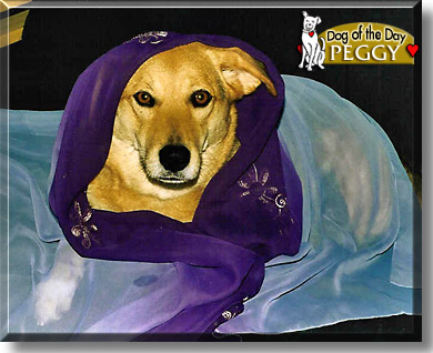 Peggy, the Dog of the Day