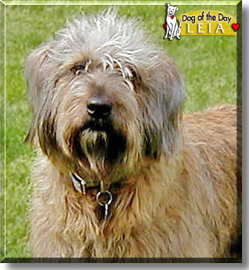 Leia, the Dog of the Day