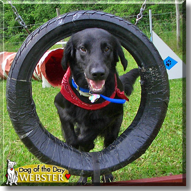 Webster, the Dog of the Day