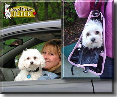 Jeter, the Dog of the Day