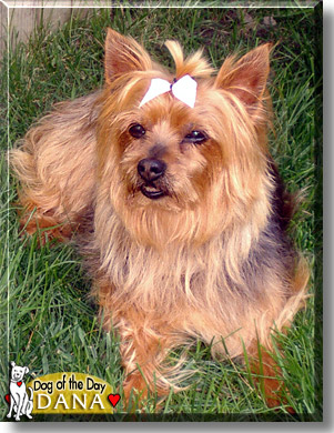 Dana, the Dog of the Day