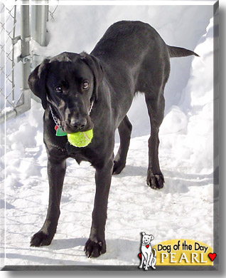 Pearl, the Dog of the Day