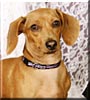 Doxie