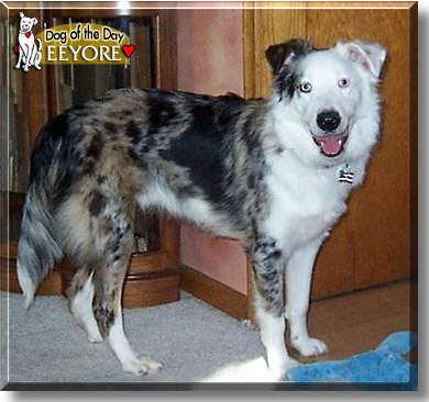 Eeyore, the Dog of the Day