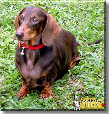 Judy, the Dog of the Day