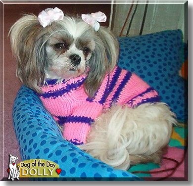 Dolly, the Dog of the Day