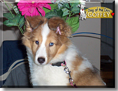 Goffey, the Dog of the Day