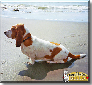 Bella, the Dog of the Day