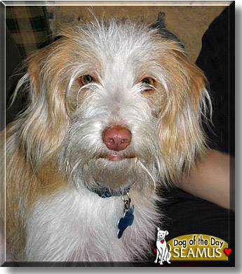 Seamus, the Dog of the Day